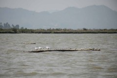 IMG_1450